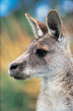 Victorian Kangaroo - Melbourne Convention & Marketing Bureau