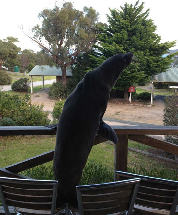 Seal at Coles Bay