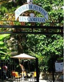 Les Camelias