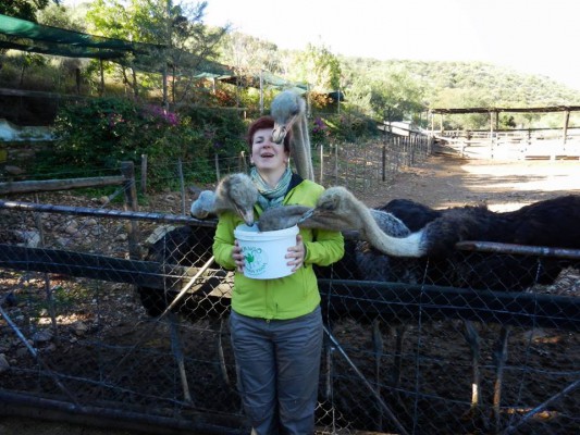 Liesbet's encounter with ostrich in South Africa