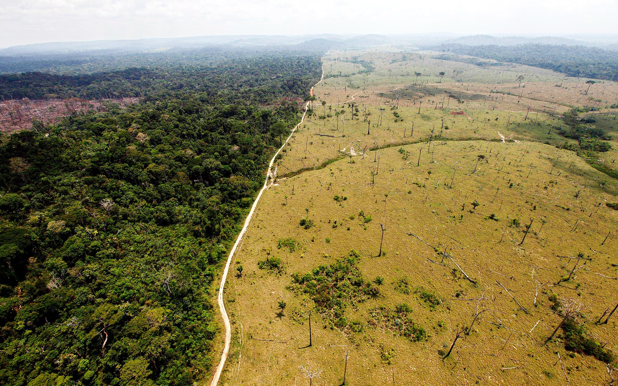 Deforestation Image