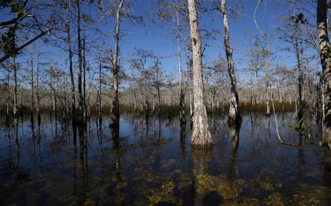 Everglades after effect by Sierra Club