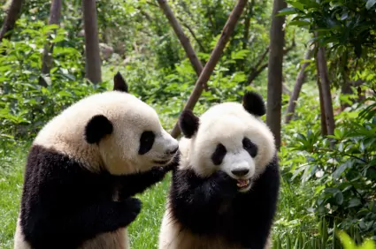 China's Great Pandas