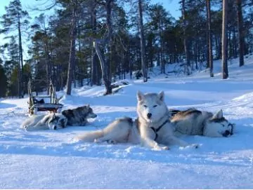 Husky Dogs Husky Dogs