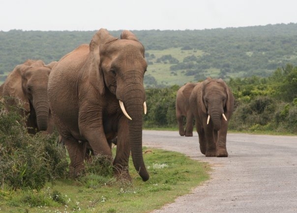 7 Day Addo Game Drive