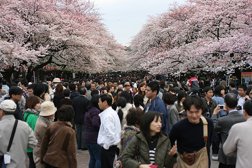 Sakura in Ueno by kadubla on Flickr