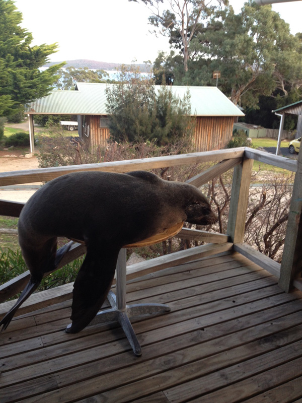 Seal at Coles Bay 2