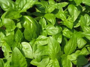 basil2