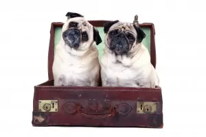 Don't leave your dog at home. Take him to a hostel