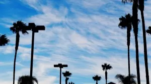 Palm trees