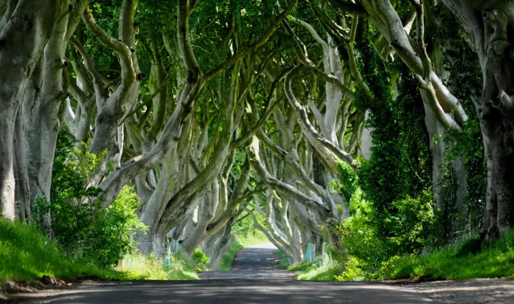 Dark Hedges, Northern Ireland