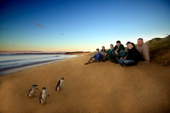 Group watching Penguin Parade ©Phillip Island Nature Park