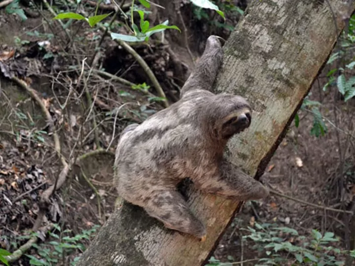 Santa Cruz - HI Hostel Safari Lodge