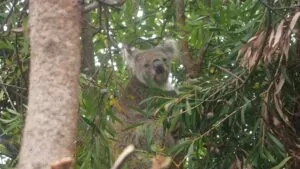 1504205_10152231283326912_481052850_o