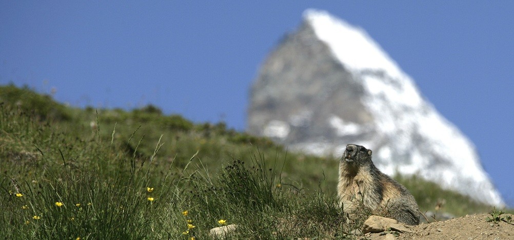 Marmot ©Thomas Andenmatten