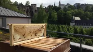 beehive-lux-03