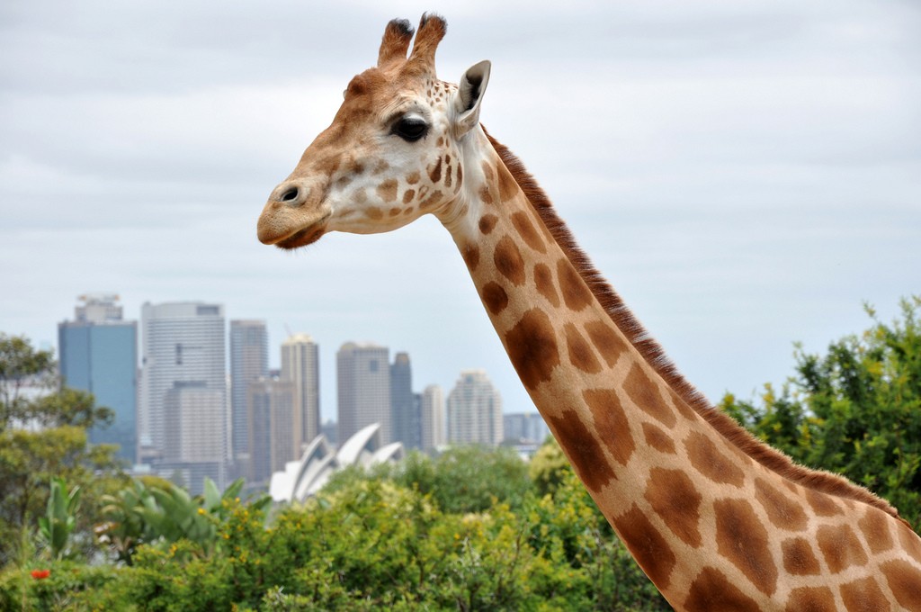 Giraffe at the Taronga Zoo | Credit: Tom Reynolds