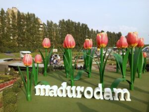 The giant tulips at Madurodam