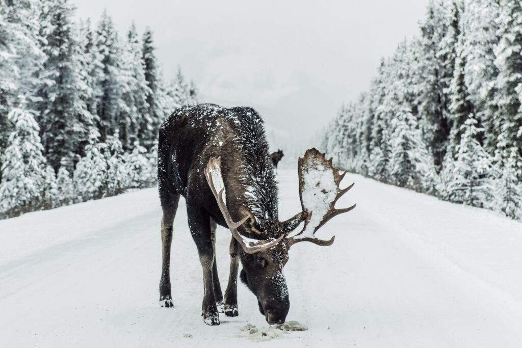 Moose in snow-covered Jasper