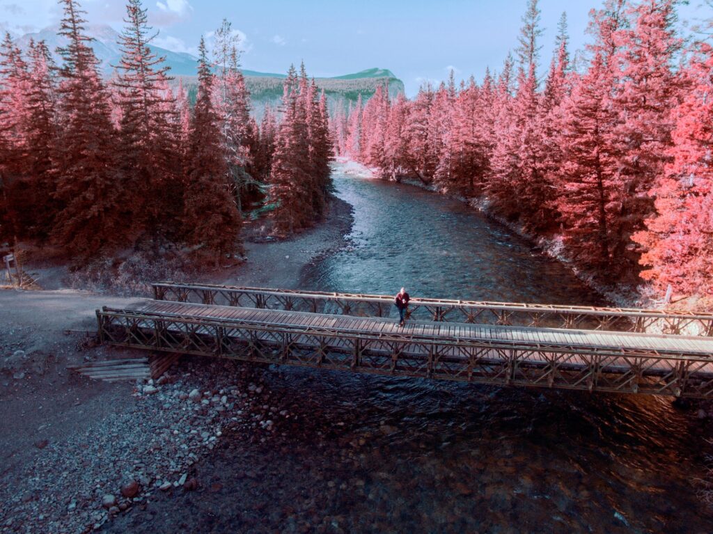 Red trees in Jasper
