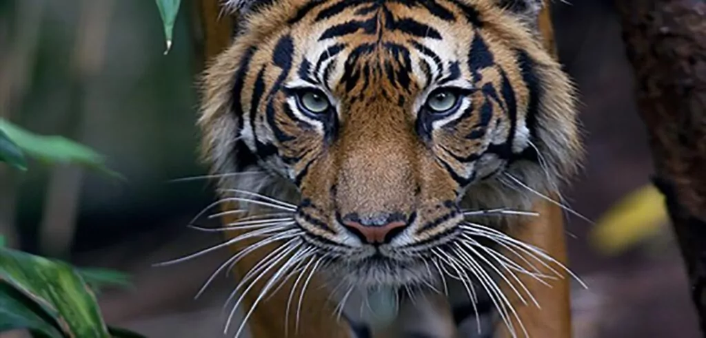 Melbourne zoo
