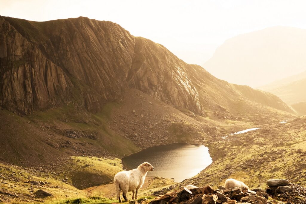 Sheep on Snowdonia