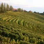 Vineyards in Jeruzalem